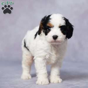 Atlas, Cavapoo Puppy